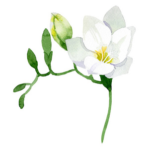 水彩背景设置.孤立小苍兰插图元素.照片