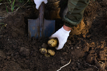 一个人用铲子挖土豆.俄罗斯,收割.照片