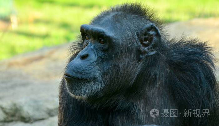 夏天动物园里的黑猩猩窒息