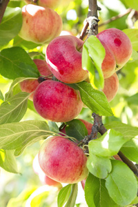 在温暖的阳光下,花园里的树枝上结着成熟的红苹果果实摄影图