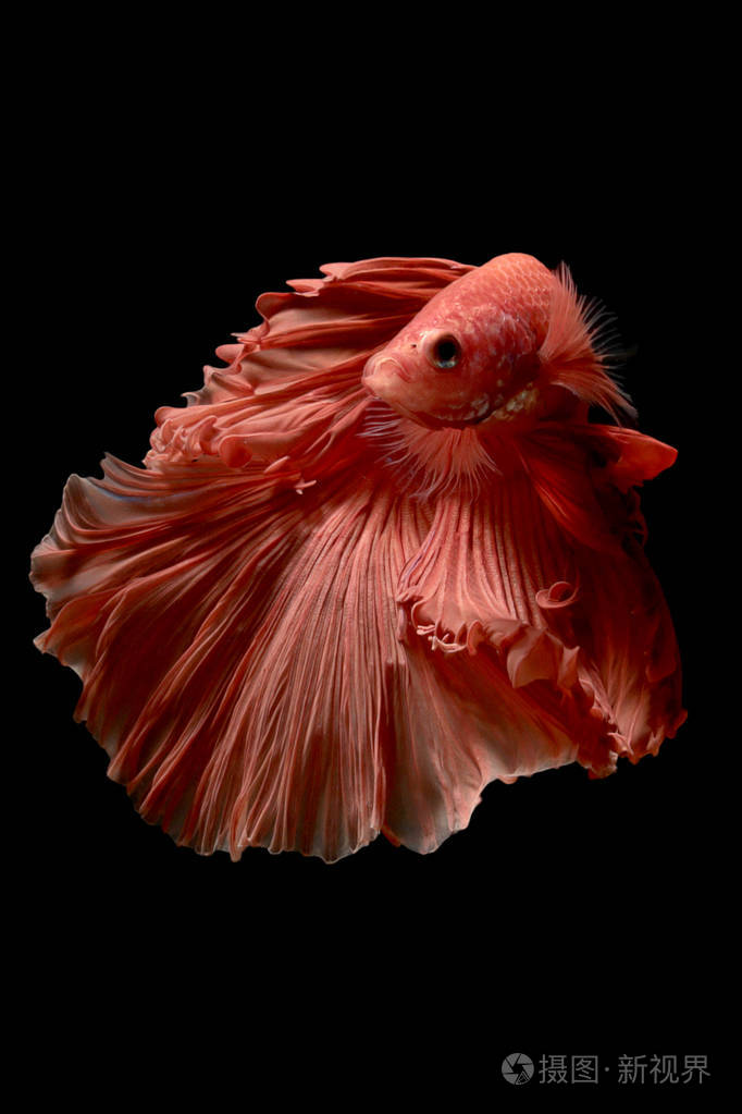 红色暹罗斗鱼斗鱼泰国鱼运动