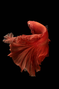 红色暹罗斗鱼斗鱼泰国鱼运动照片