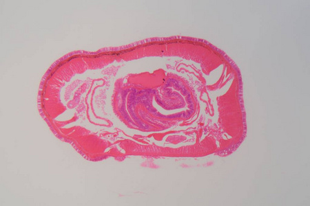 寡毛类图片