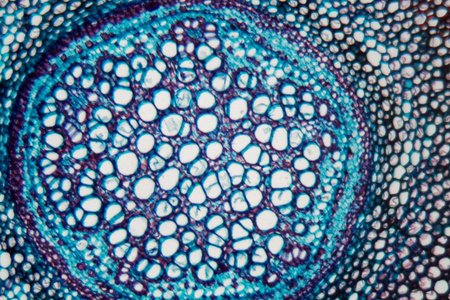 显微镜下的蕨根图片