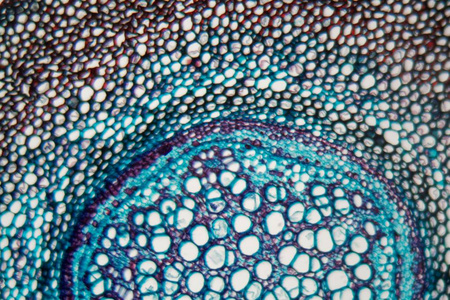 显微镜下的蕨根图片