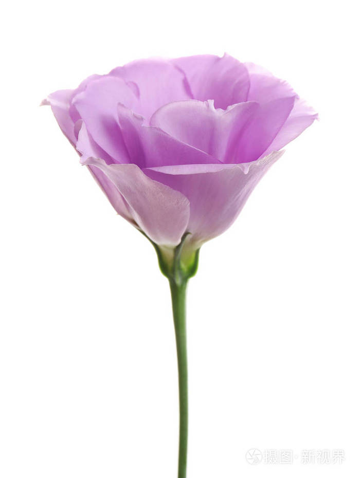 白色背景上美丽的新鲜桔梗花