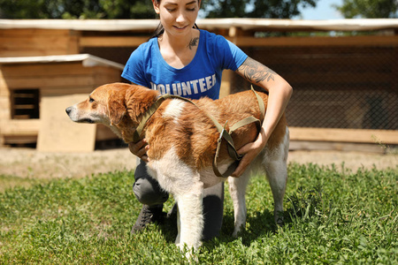 在动物收容所带着流浪狗的女人,文本空间.志愿服务的概念照片