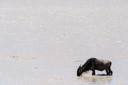 蓝牛羚喝着浅泥湖水图片