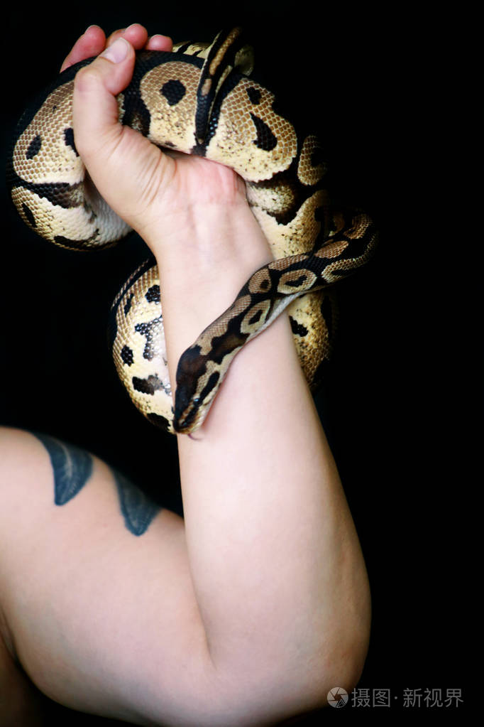 雌性手与皇家蟒蛇女人手里拿着球蟒蛇异域热带冷血爬行动物巨蟒属无