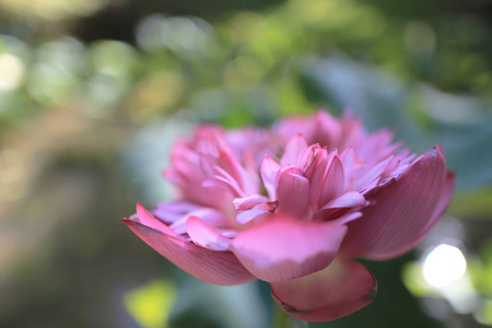 一朵莲花粉色图片