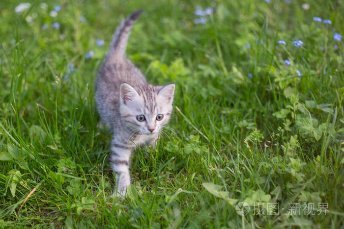 可爱的灰色小猫在绿色的草地上玩耍和奔跑