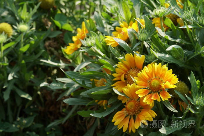 环境 花瓣 夏天 植物学 美女 花园 草地 树叶 卡片 花的