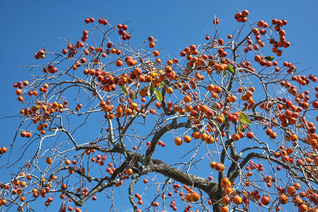 结果实的柿子树.日本照片