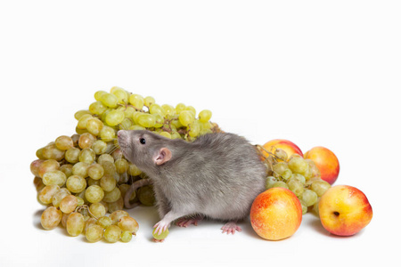 葡萄和油桃.收获.老鼠-中国新年的象征照片