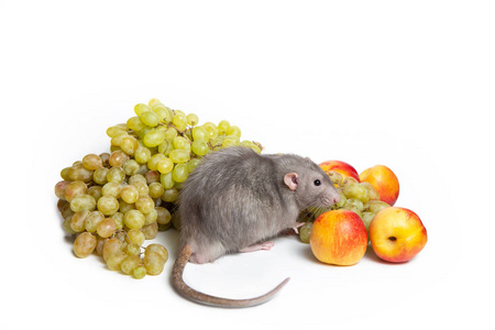 葡萄和油桃.收获.老鼠-中国新年的象征照片