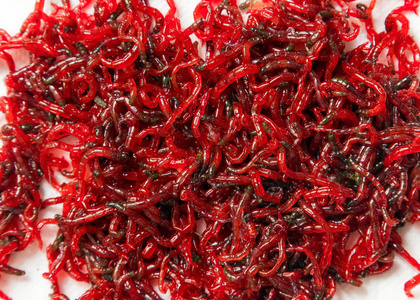 蚊子的幼虫在白色的背景上特写许多小而滑的红色蚊子幼虫蛾.