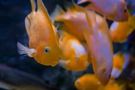 水下世界小金鱼群图片