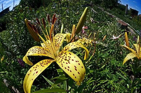 阳光下花园里的黄虎百合图片