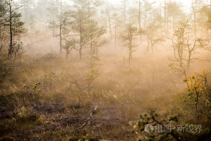 神秘的 国家的 阳光 绘画 落下 拉脱维亚 松木 森林 艺术