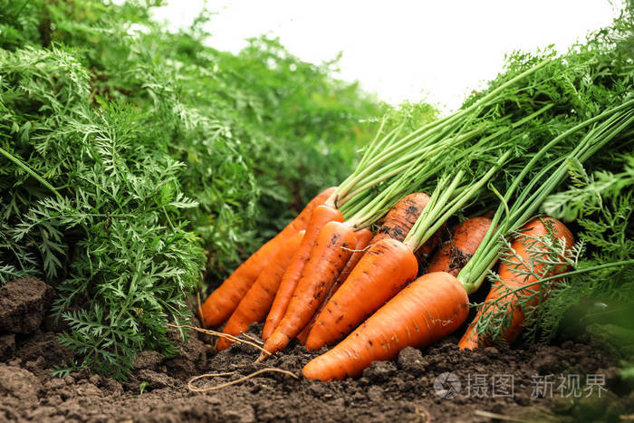 地上堆着一堆新鲜成熟的胡萝卜有机农业