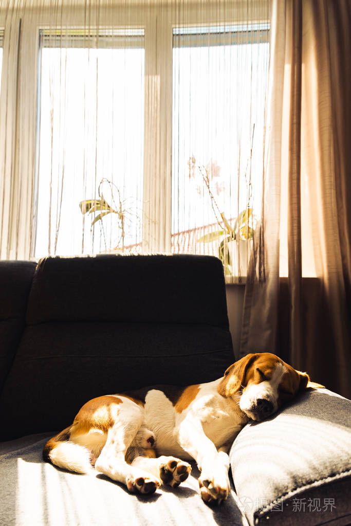 狗躺在黑暗的沙发上睡觉犬类背景