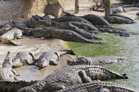 海南鳄鱼养殖基地图片