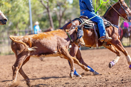 澳大利亚小牛队在乡村牛仔竞技赛上套绳照片