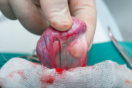 涂鸦男孩用阉割成人苏格兰折叠猫谎言在红色背景.阉割一只雄性猫.