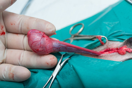 兽医诊所的概念, 医生, 动物生病, 疫苗接种, 绝育, 阉割女人骑马离开