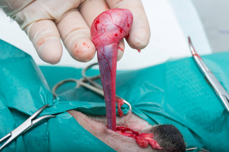 阉割猫时切除卵巢犬闭合性阉割,犬去势涂鸦男孩用阉割成人苏格兰折叠