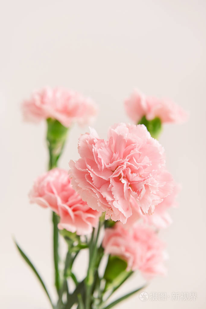 明亮背景下美丽的康乃馨花