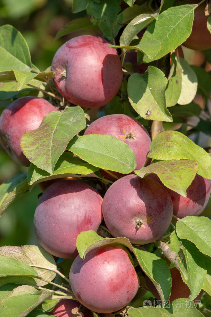 花园里苹果树的柱状胜利这棵树几乎没有树枝果实长在树干上