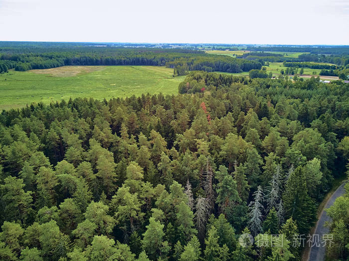 从空中俯瞰比亚洛维耶扎森林的美丽全景,这是曾经横贯欧洲平原的原始
