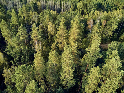 从空中俯瞰比亚洛维耶扎森林的美丽全景,这是曾经横贯欧洲平原的原始