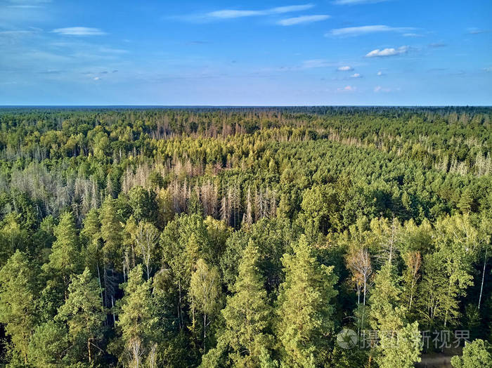 从空中俯瞰比亚洛维耶扎森林的美丽全景,这是曾经横贯欧洲平原的原始