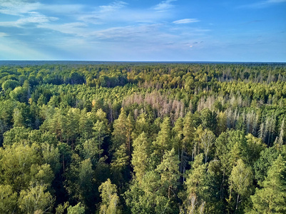 这是曾经横贯欧洲平原的原始森林仅存的最后也是最大的部分之一照片
