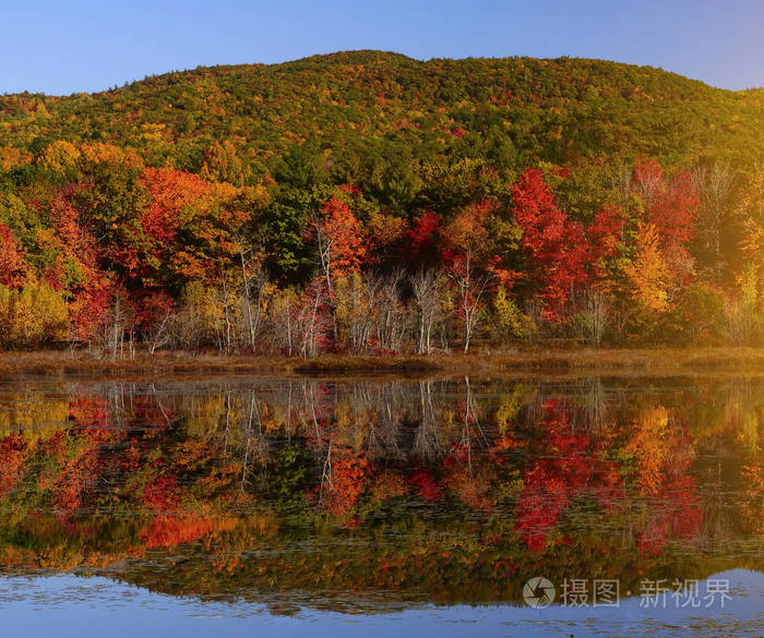 反射 国家的 池塘 十月 枫树 花园 缅因州 秋天 杂色