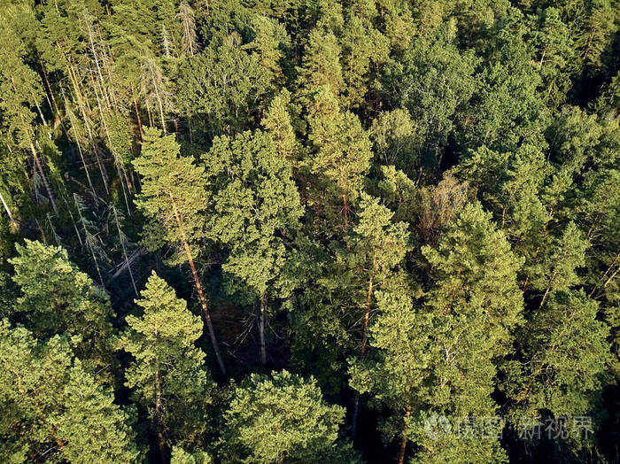 从空中俯瞰比亚洛维耶扎森林的美丽全景,这是曾经横贯欧洲平原的原始