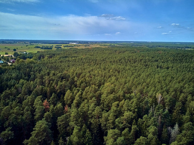 从空中俯瞰比亚洛维耶扎森林的美丽全景,这是曾经横贯欧洲平原的原始