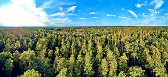 这是曾经横贯欧洲平原的原始森林仅存的最后也是最大的部分之一照片