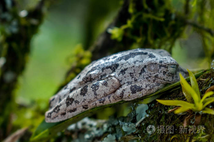 黑白相间的青蛙