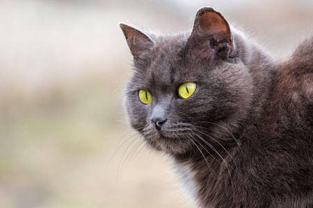 绿眼睛的灰猫在户外图片