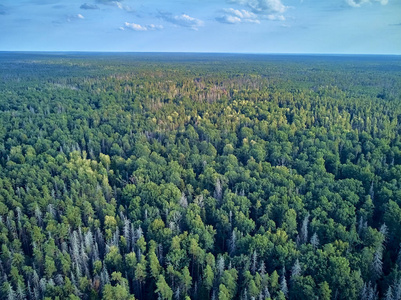 从空中俯瞰比亚洛维耶扎森林的美丽全景,这是曾经横贯欧洲平原的原始