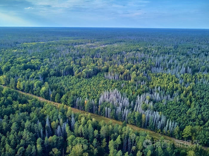 从空中俯瞰比亚洛维耶扎森林的美丽全景这是曾经横贯欧洲平原的原始