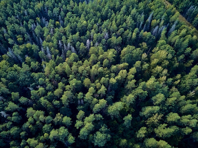 从空中俯瞰比亚洛维耶扎森林的美丽全景,这是曾经横贯欧洲平原的原始