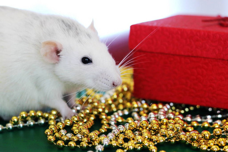 圣诞玩具里的老鼠.新年快乐.中国的占星术.鼠年.2020照片