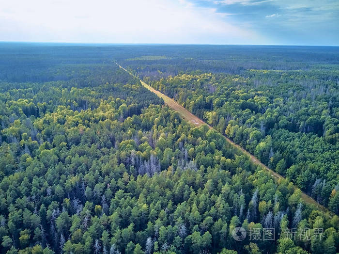 从空中俯瞰比亚洛维耶扎森林的美丽全景这是曾经横贯欧洲平原的原始