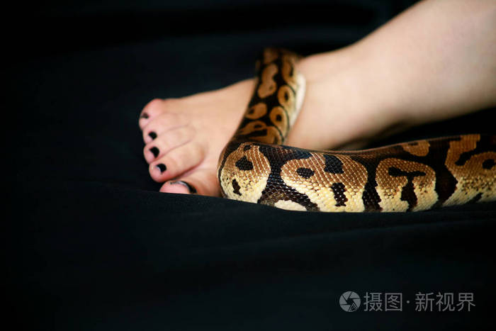 皇家蟒蛇腿巨蟒在雌性的脚和腿上滑行品种蛇蟒无毒爬行黑色盖床异国