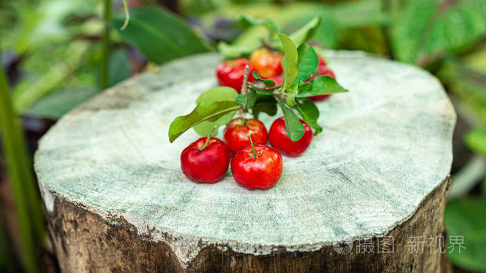 Cherry Thai or Acerola cherries fruit on the tree, high vitamin 