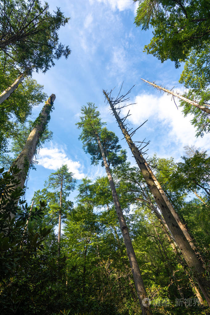 沿着小路的烟雾山景观纳特烟山